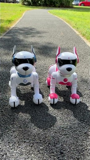 Meet Ziggy and Zoey the Robo Dogs!