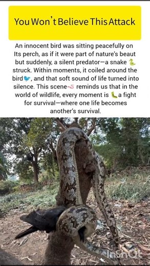 Snap attack on a bird #snake #ukwildlife #usawildlife #wildlife #shark