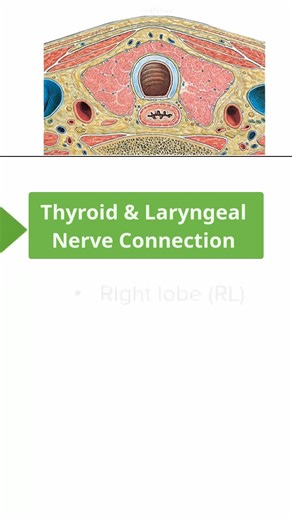 Recurrent Laryngeal Nerve Anatomy Explained ⚠️
