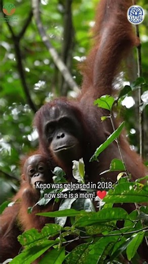 The Orangutan Moment We’ll Never Forget #orangutans #InternationalOrangutanDay #aww