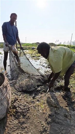 Amazing Traditional Net Fishing in Shallow Water | Rural Village Life #fishing #villagelife