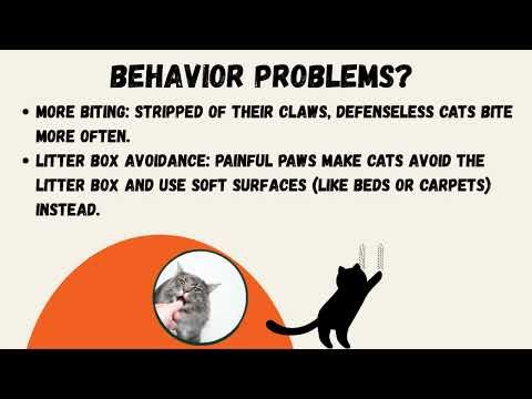 Why You Should NEVER Declaw Your Cat 🐾❌