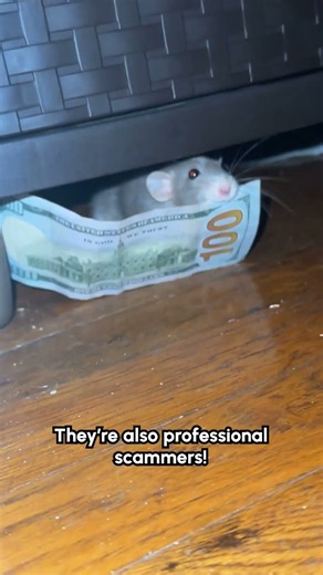 Rat Pulls off $100 Heist and Hides Under Furniture