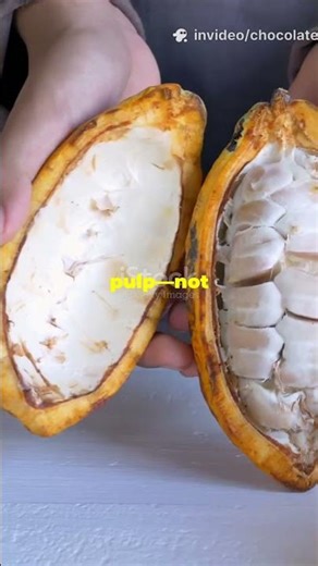 How Cacao Turns Into Chocolate 🍫 | From Tree to Chocolate Bar🌱🍫