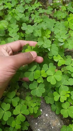 Oxalis plant from kitchen gardens #shorts #viral #facts #oxalis