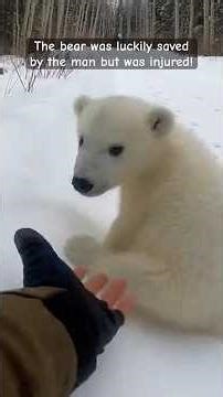 man saves a polar bear from a pack of wolves, but little did he know...