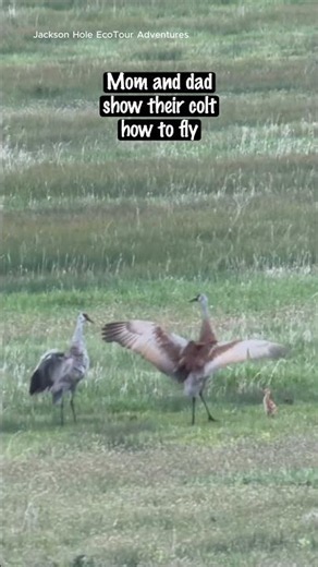 Mom and Dad Teach Their Colt to Fly