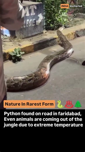 Large Snake Found In Faridabad | Like & Subscribe #python #jungle #urbanarea #heatwaves #predators