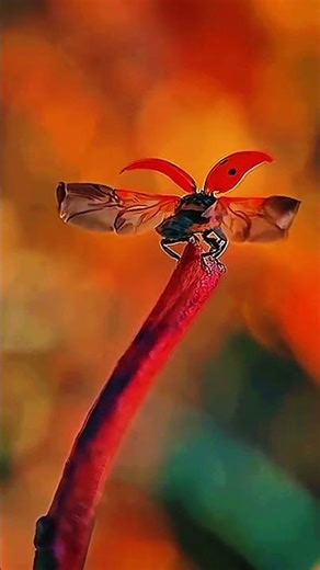 This Insect Looks Like A Tiny Alien #shorts #nature #science