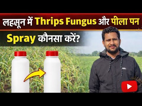 लहसुन में थ्रिप्स-फफूंद और पीलापन का कौनसा स्प्रे करें? लहसुन में थ्रिप्स की समस्या #Thrips #downy 