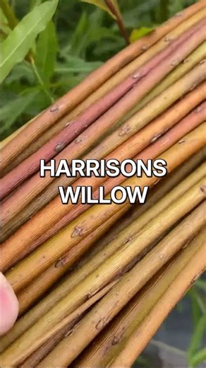 Harrisons B Willow for Basketry & Hedges | Dingdong’s Garden