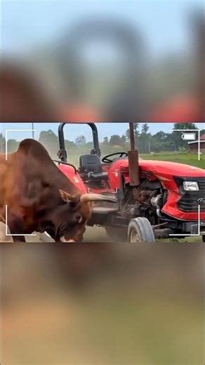 BULL CHARGES TRACTOR 😳 Aggressive Cattle Moments on Camera 📽️ #shorts