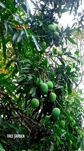 easy and fast techniques for propagating and growing mango trees #garden #nature #fruits | Tree Garden