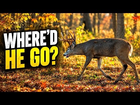 Why Mature Bucks Disappear In October?
