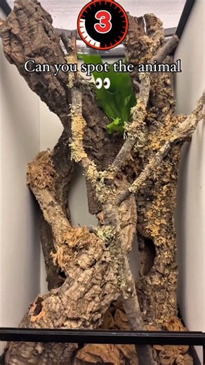 This is Gecko lizard not a Actor 🥶