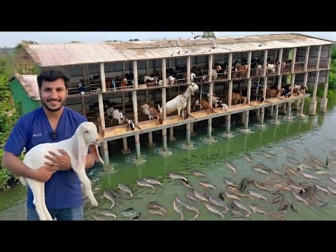Pakistan First Integrated Goat Farm | Goat Farming Business 