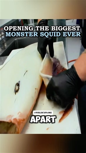 Opening The Biggest Monster Squid Ever