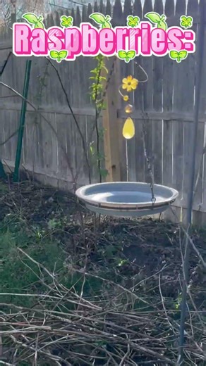Finally trimmed my #raspberry bush area! #garden #newengland #shorts