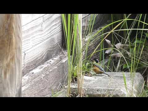 Wild Bird Repeatedly Bobs Head Near House - 1841224