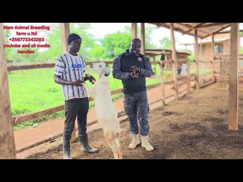 When does a hybrid goat come on heat from birth (sexual macurity of a goat)