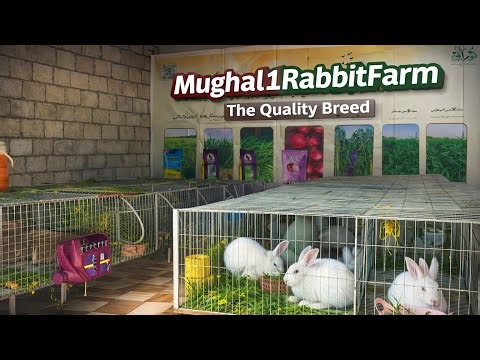 Mughal1RabbitFarm|The Trusted Rabbit Breeding Farm|قابل اعتماد خرگوش بریڈنگ فارم#rabbit #viral