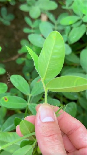Secret Leaf for Deep Sleep & Joint Pain Relief! 😲 #shorts #healthtips