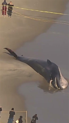 Dead whale washes ashore on Rockaway Beach