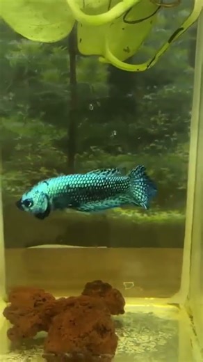 Alien Green ✨🟢 #hunting #insects #tutorial