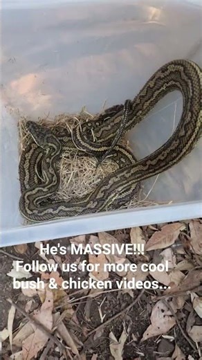This guy is massive!! big python, wanting to eat our babies chickens #snakes #animals #hunting #fyp