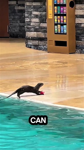 This Little Otter Is Smarter Than Most Humans! 😳🦦