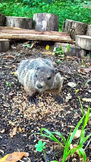 GROUNDHOG Stares DIRECTLY Into the Camera! 👀🦫 INCREDIBLE Close-Up!