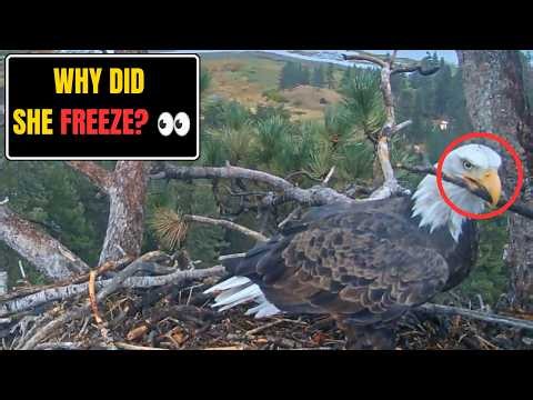Kaydee Works SO Hard to Impress Shadow! Watch Her Stick 🦅