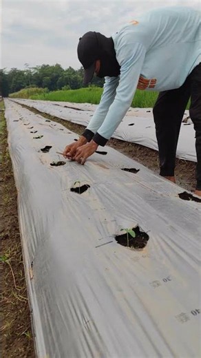 Simple and effective ways to plant plant seeds -Agriculture farming #shorts