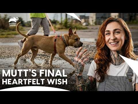 Rescuing A Dog From An Illegal Dump Site | Pit Bulls & Parolees S10 E14, 15 | Animal Planet India
