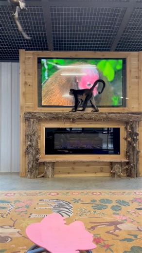 The monkeys checking out the new mantle while watching some monkey friends on tv💜 | Our Life Adventures