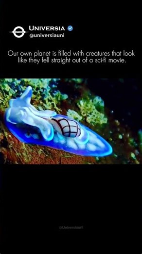 The "Alien" Living in Our Ocean 🐌