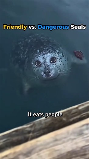 Friendly vs. Dangerous Seals