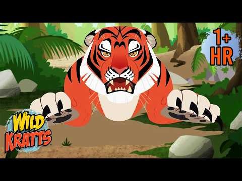 Extreme Tiger Encounters | Wild Kratts Animal Survivors | Scholastic Kids