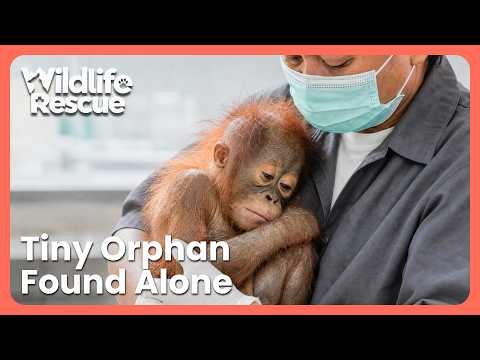 Baby Orangutan's Blood Test Reveals Life Threatening Diagnosis | Orangutan Jungle School