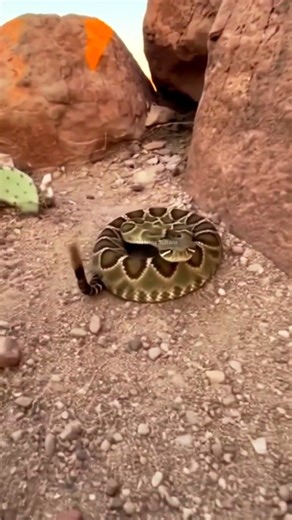 Eastern Diamondback Rattlesnake in Action #naturelovers #animals #snakevideo #wildanimals