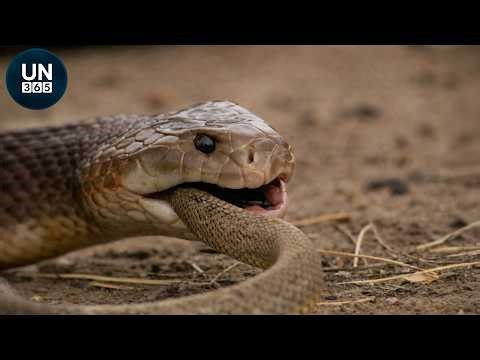 Most Terrifying SNAKE Attacks Caught on Camera! | Animal Fights