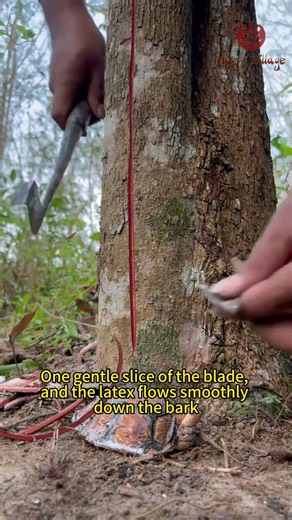 One gentle slice of the blade, and the latex flows smoothly down the bark#RubberTapping
