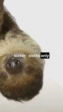 7 Mind-Blowing Facts About Sloths