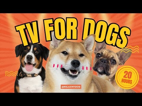 THE BEST Fun Relaxing Virtual TV Adventures for Dogs WITH Calming Music