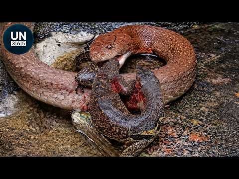 Most Amazing SNAKE ATTACKS Caught on Camera!! | Animal Fights