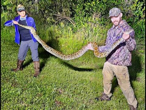 Catching a 12 Foot Burmese Python in the Florida Everglades