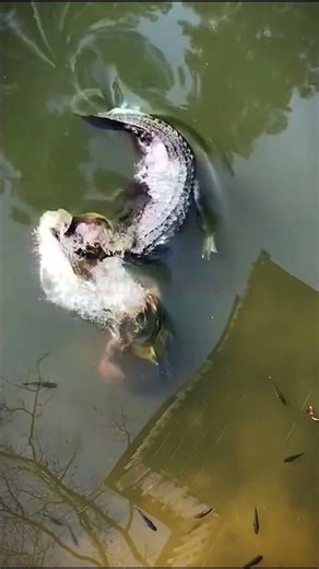 Snapping turtle Bites Crocodile