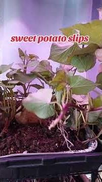 it's easy to make sweet potato slips to increase your sustainability and food security