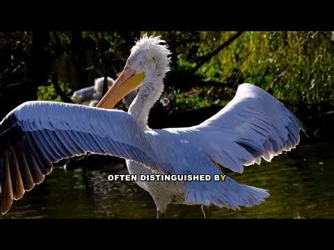 The Enormous Great Egret: A Complete Guide to Their Size and Characteristics