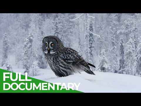Untamed Lapland: Where Nature Rules the North | Free Documentary Nature